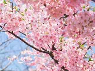 唯美粉色的樱花林
