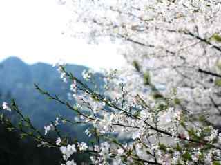 松江唯美樱花林桌面壁纸