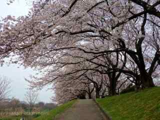 日本公园里的樱花林桌面壁纸
