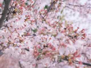 唯美粉色日本樱花林桌面壁纸