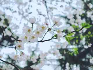 武汉大学的樱花林