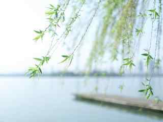 清明节习俗-河边唯美柳树风景壁纸