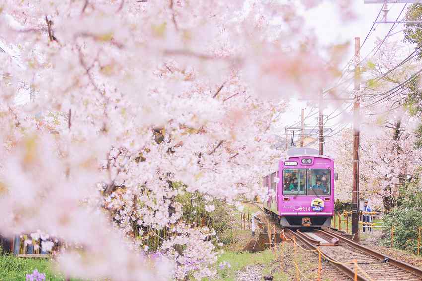 粉色樱花林中的铁路风景壁纸