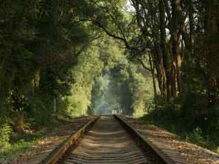 幽静树林中的铁路风景壁纸
