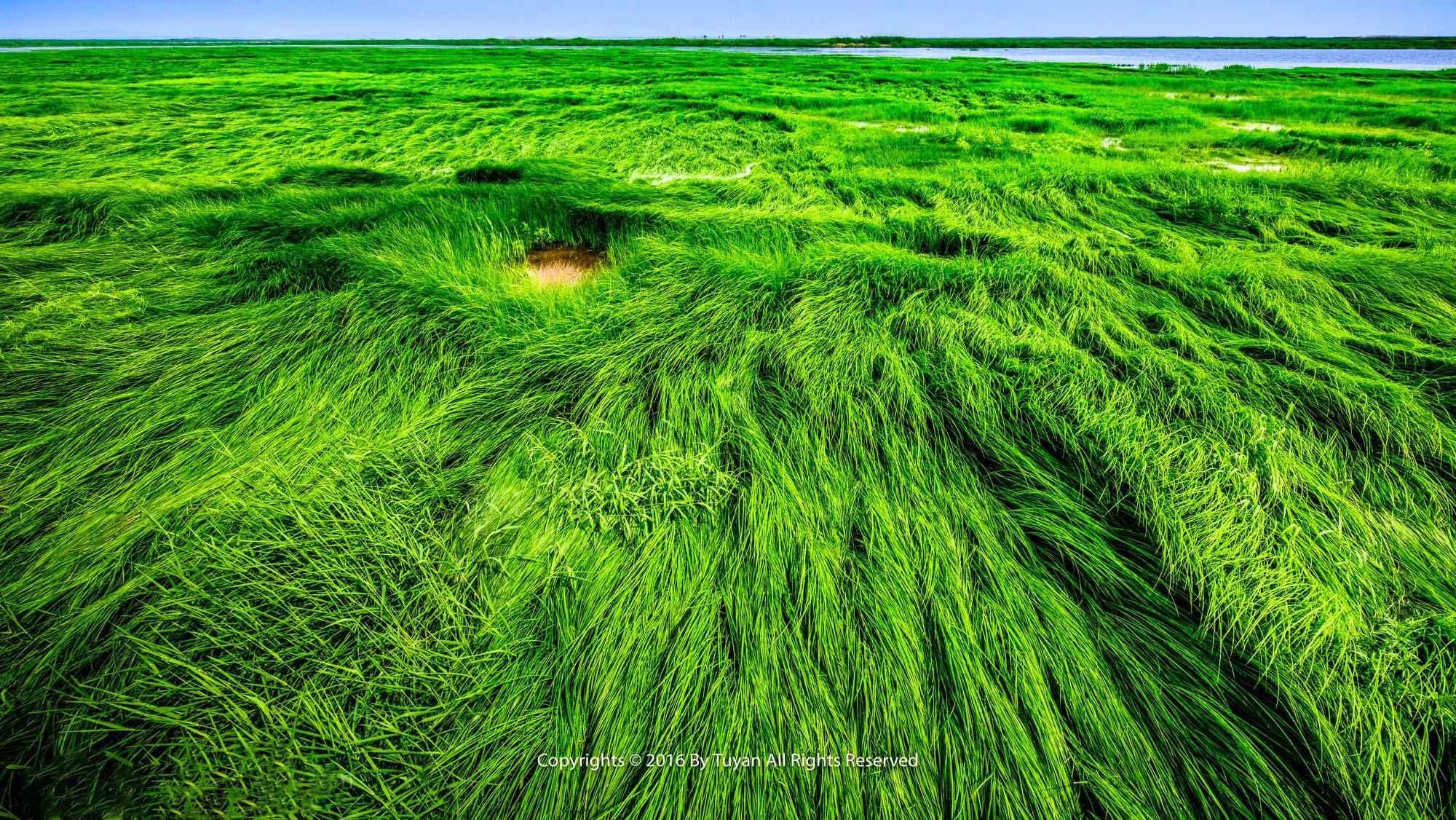绿色清新鄱阳湖湿地风景桌面壁纸