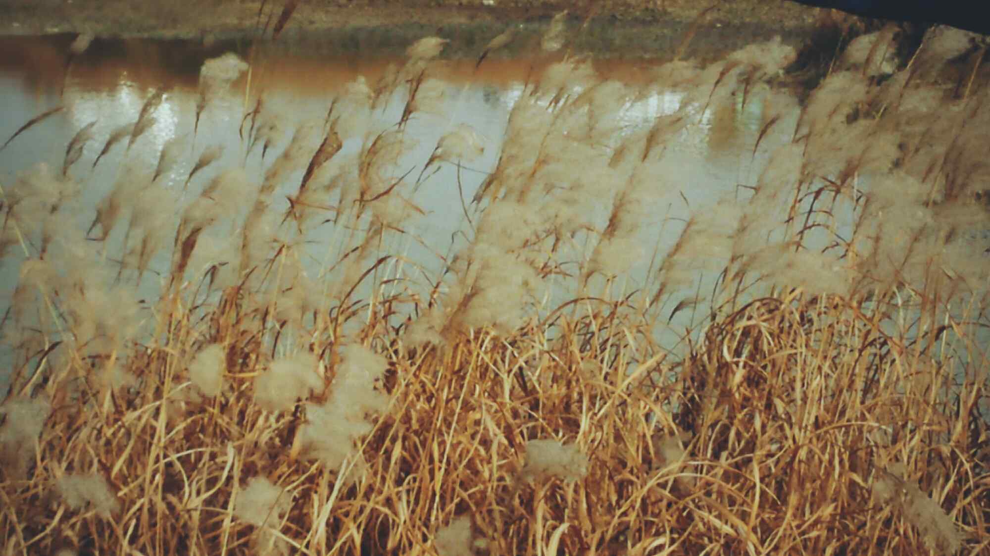 唯美的鄱阳湖芦苇荡风景壁纸