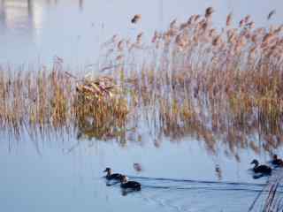 鄱阳湖湿地公园小鸭子游水壁纸