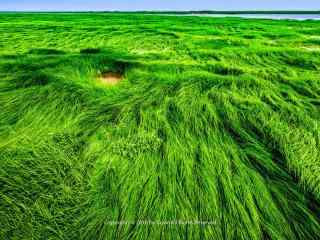 绿色清新鄱阳湖湿地风景桌面壁纸