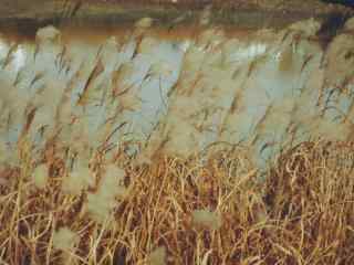 唯美的鄱阳湖芦苇荡风景壁纸