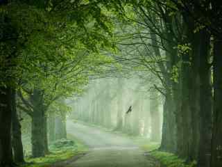 幽静的绿色树林风