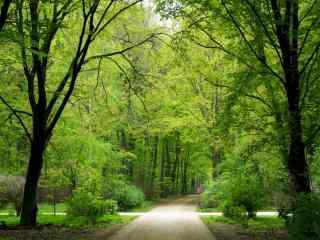 清新绿色树林风景壁纸