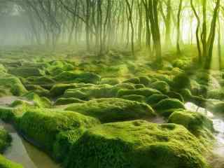 绿色树林草地风景壁纸