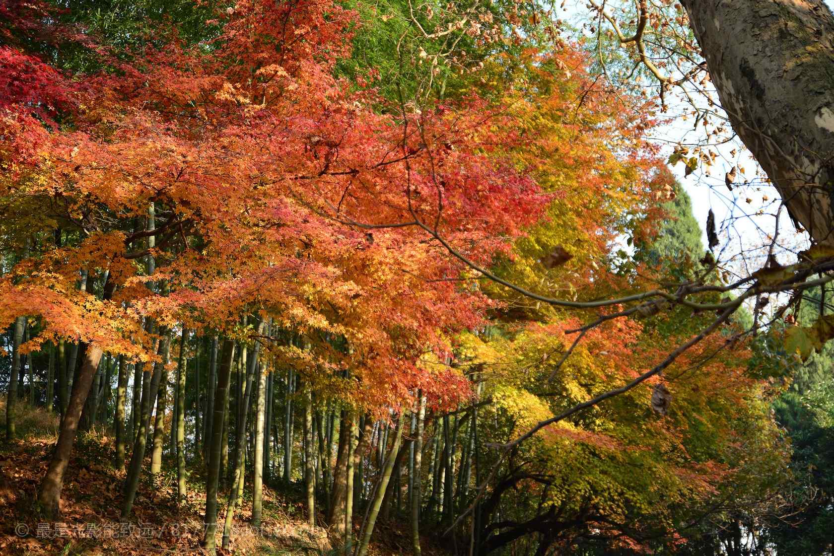 秋日莫干山红色枫叶林桌面壁纸