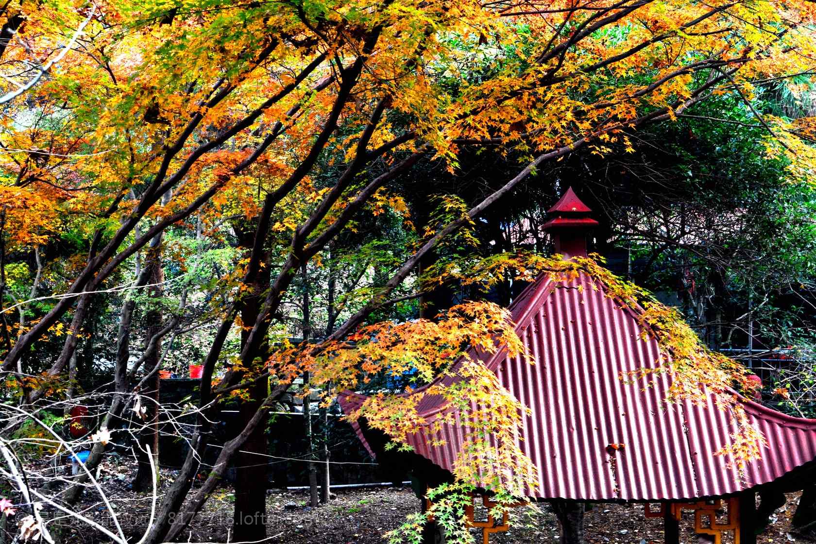 秋日莫干山树林桌面壁纸
