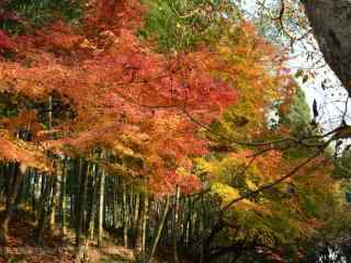 秋日莫干山红色枫叶林桌面壁纸