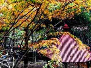 秋日莫干山树林桌