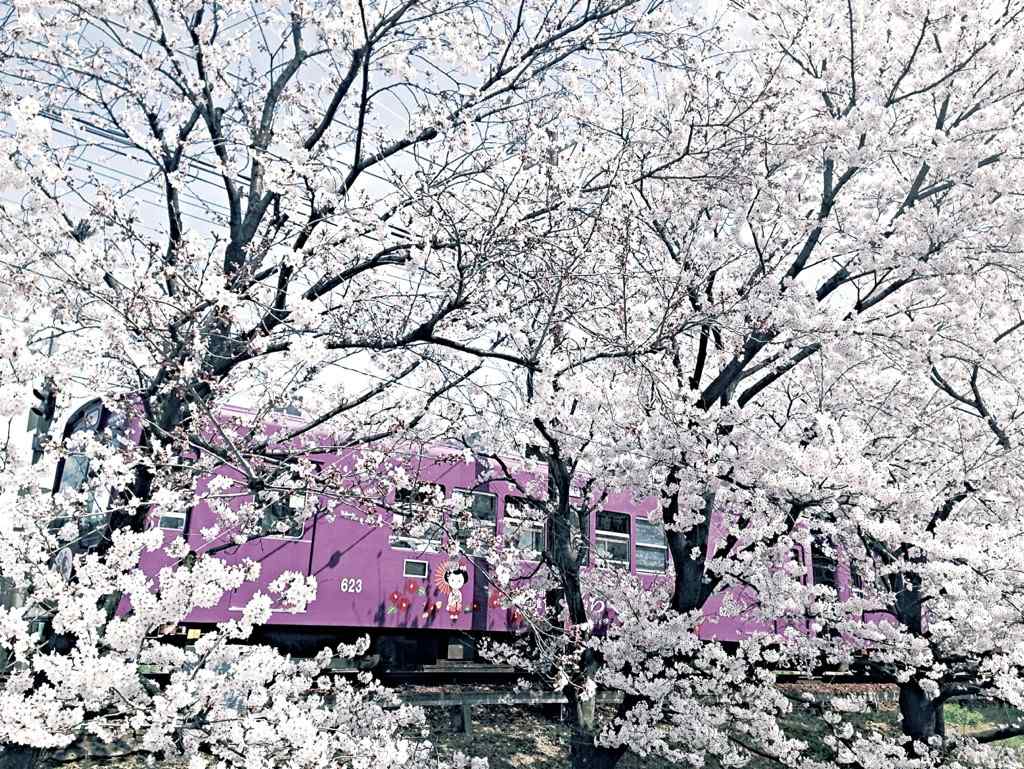 唯美粉色电车穿过樱花林桌面壁纸