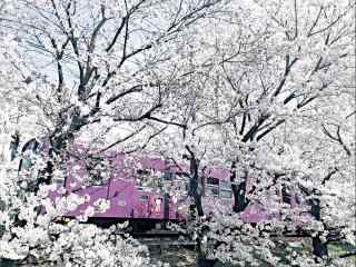 唯美粉色电车穿过樱花林桌面壁纸
