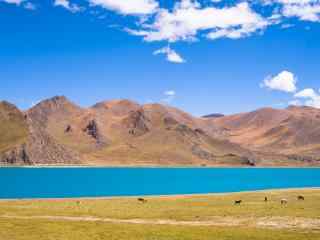蔚蓝的圣湖羊卓雍措摄影图片