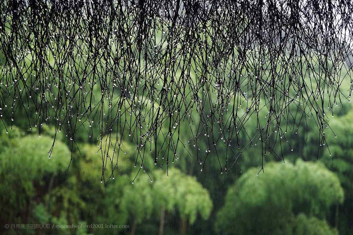 雨中的莫干山山林桌面壁纸