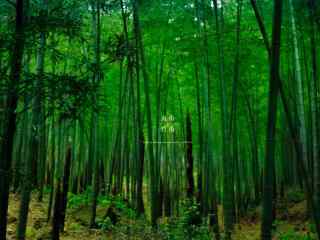 唯美绿色南山竹海竹林桌面壁纸