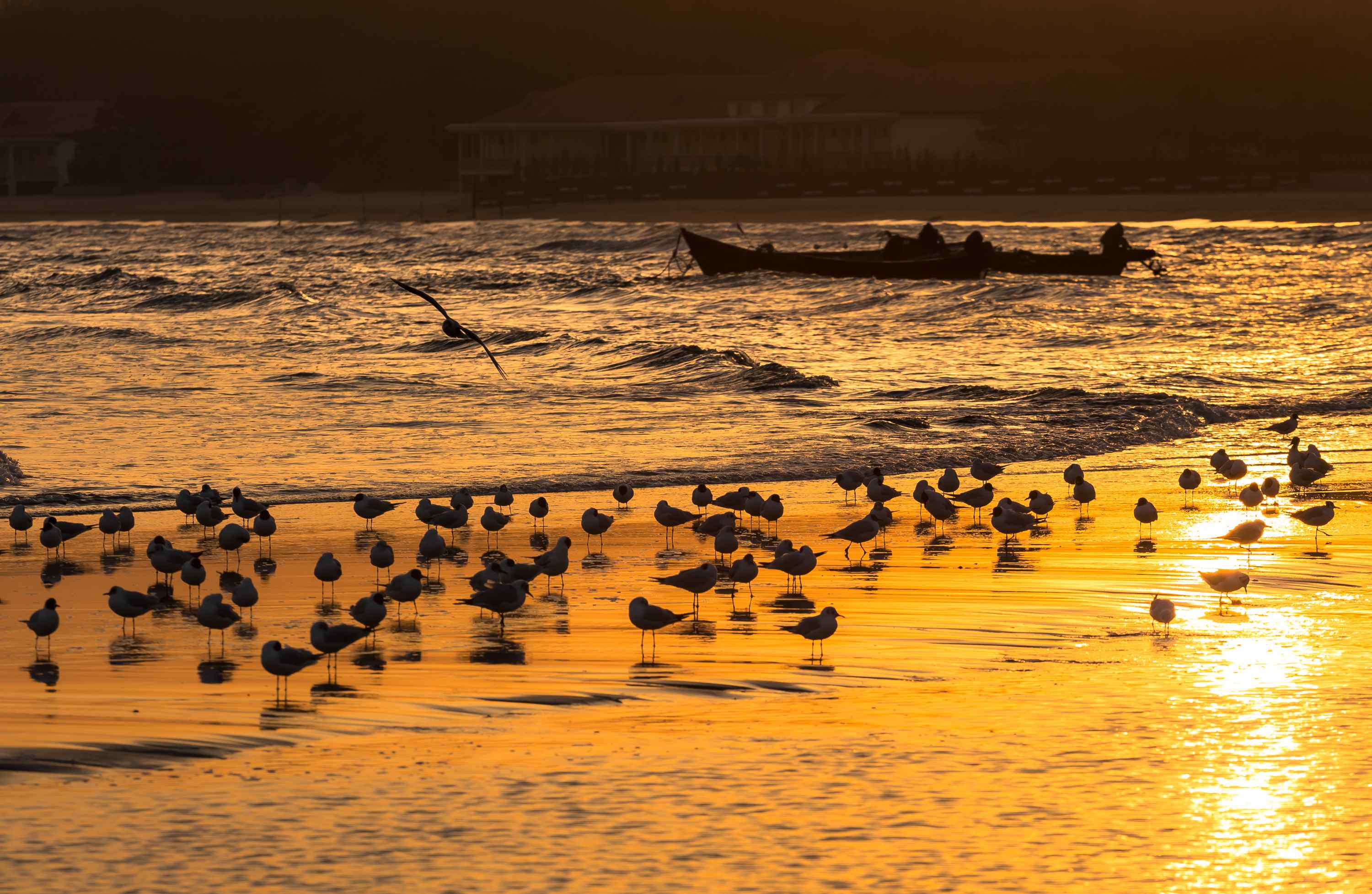 北戴河金色沙滩上的海鸥桌面壁纸