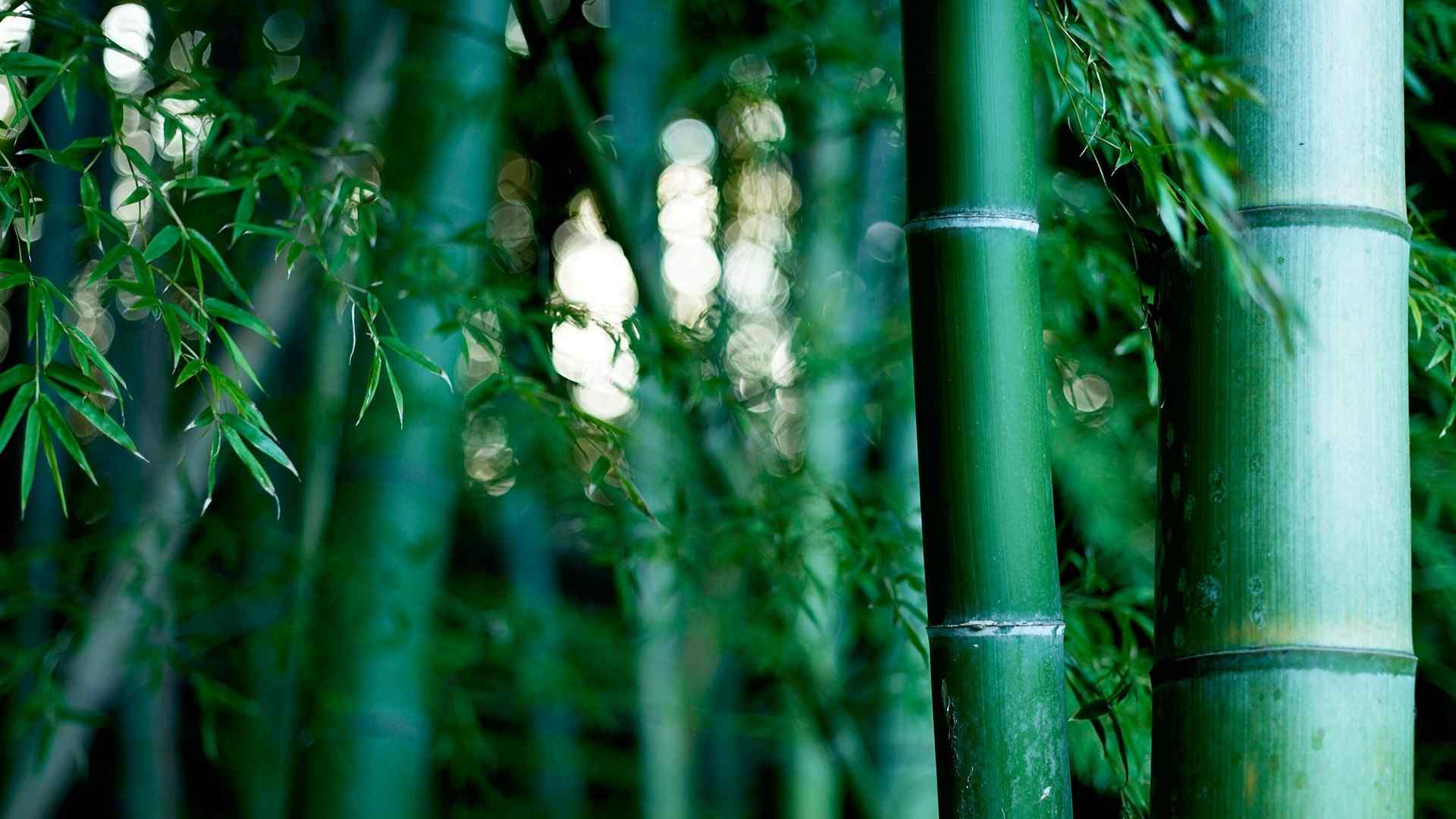 绿色竹林风景高清壁纸