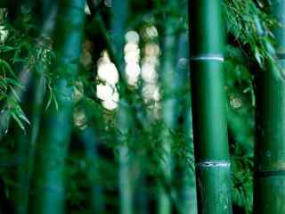 绿色竹林风景高清壁纸
