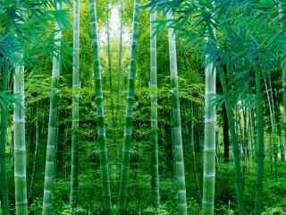 绿色清新竹林风景