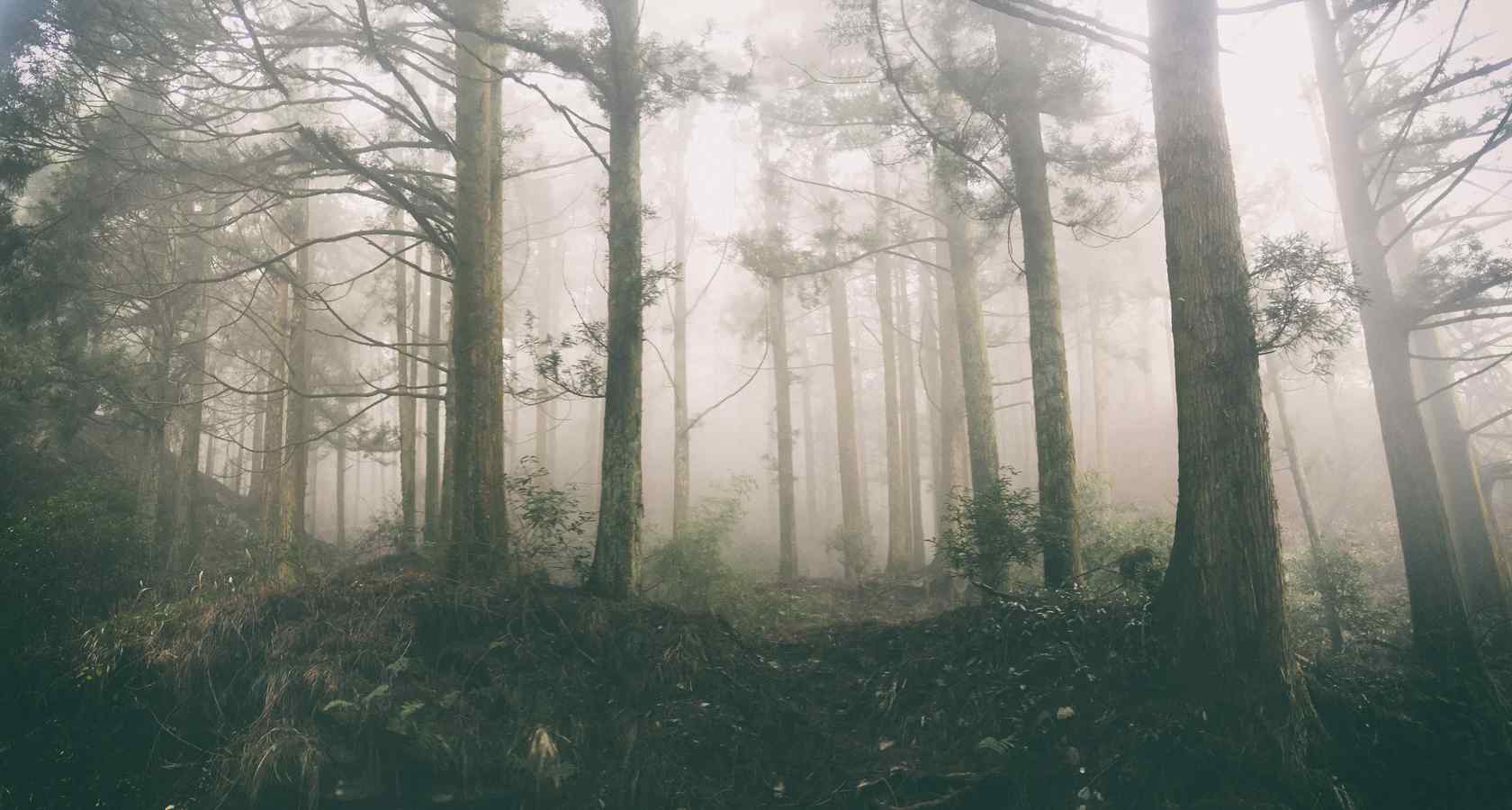 云雾缭绕的庐山树林桌面壁纸