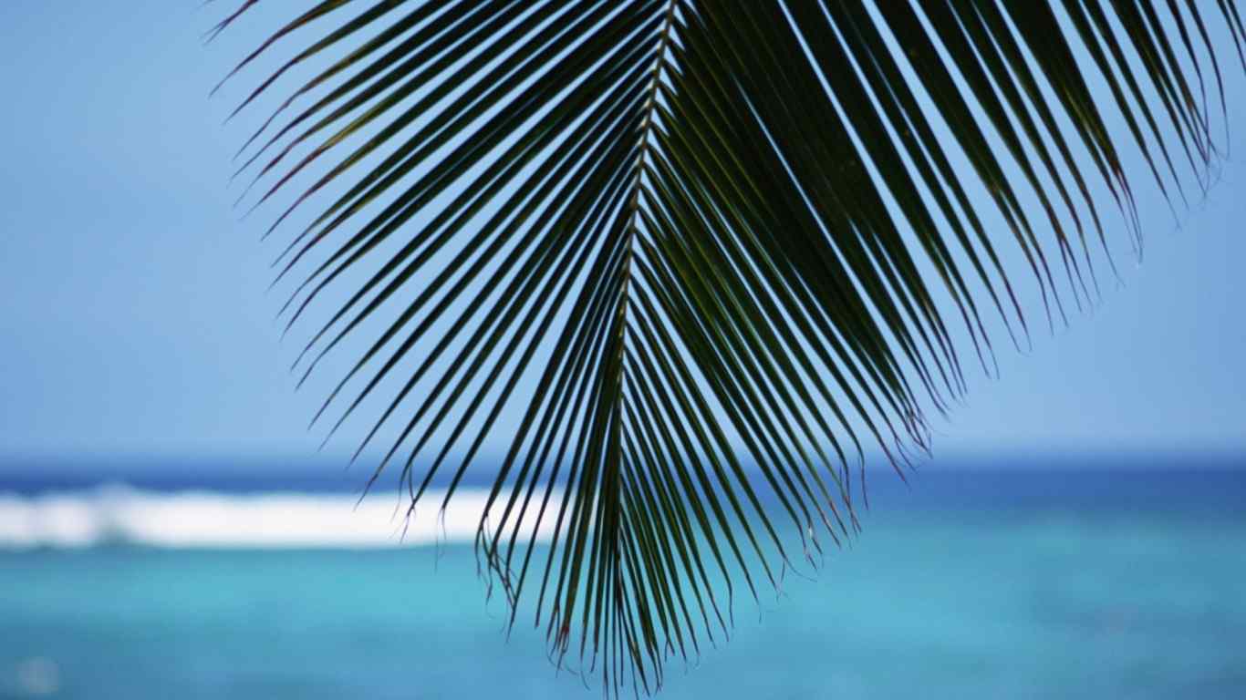 蓝色海南风光个性椰子树高清大图