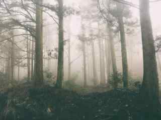 云雾缭绕的庐山树