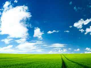 绿色草原与晴朗天空护眼桌面壁纸