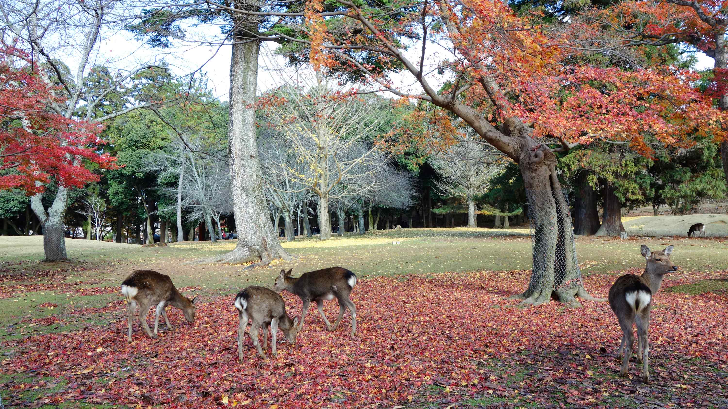 奈良必玩景点奈良公园小鹿桌面壁纸