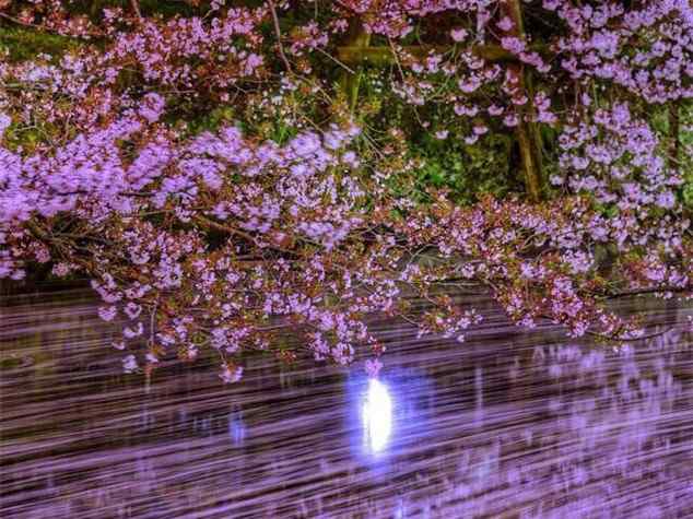 唯美樱花林夜景桌面壁纸