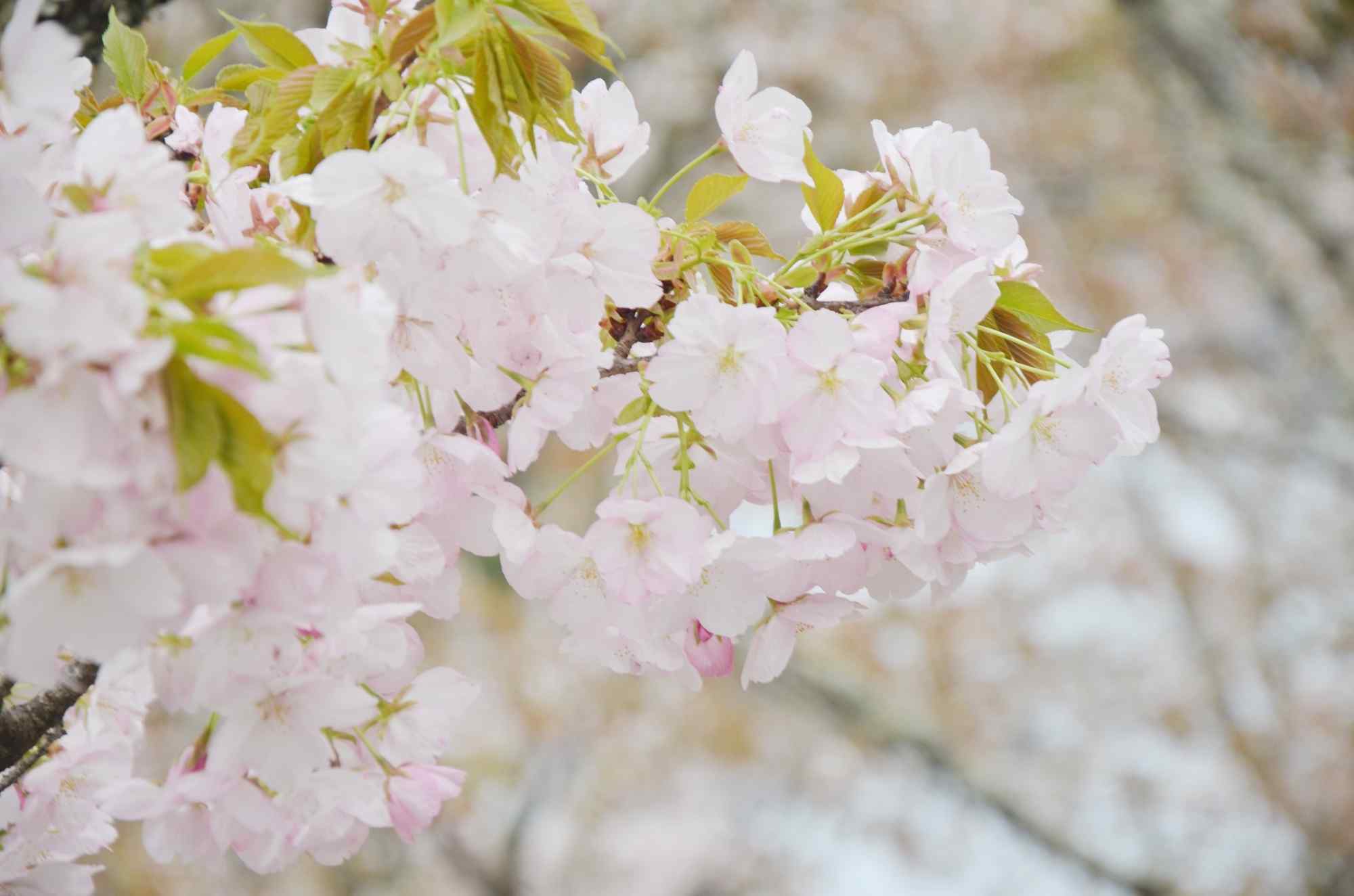 古都奈良吉野山超美樱花桌面壁纸