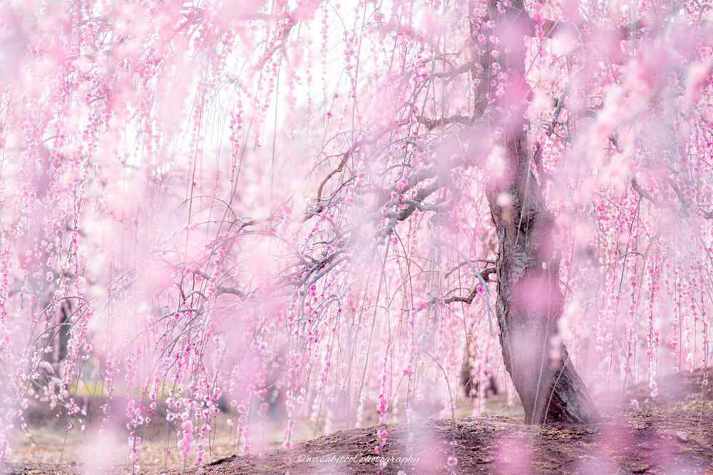 奈良唯有樱花不可孤美景桌面壁纸