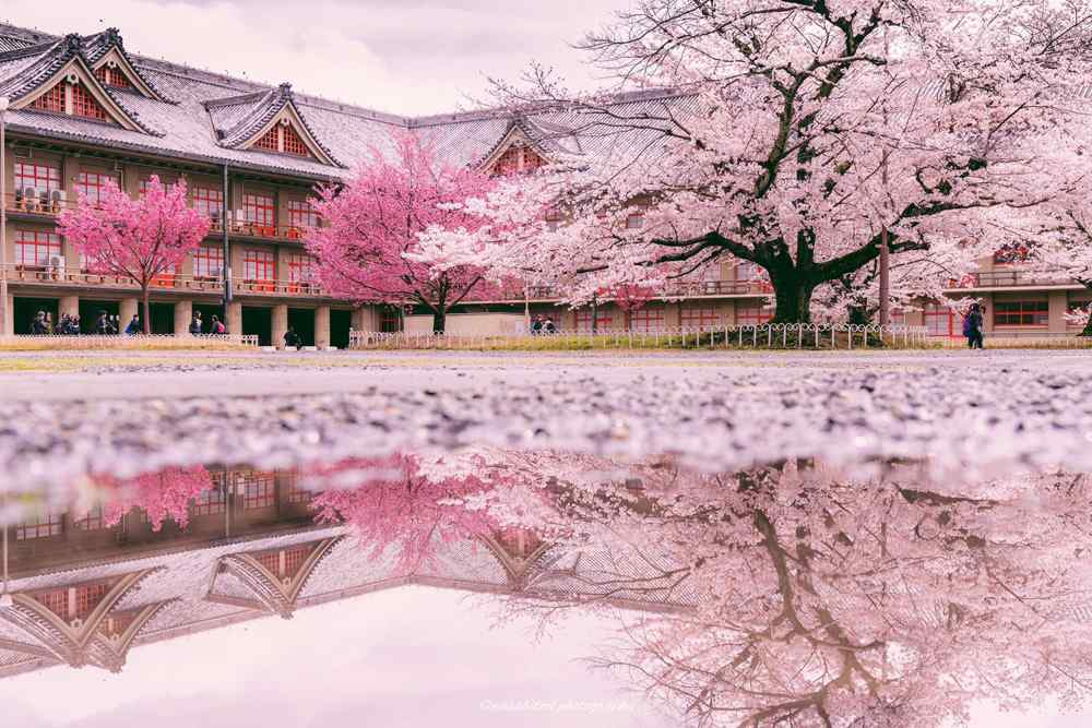 奈良公园绝美樱花大师摄影巨作