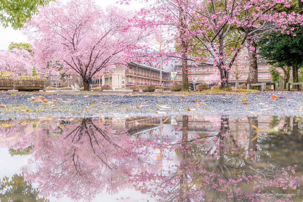 奈良公园绝美樱花大师摄影桌面壁纸