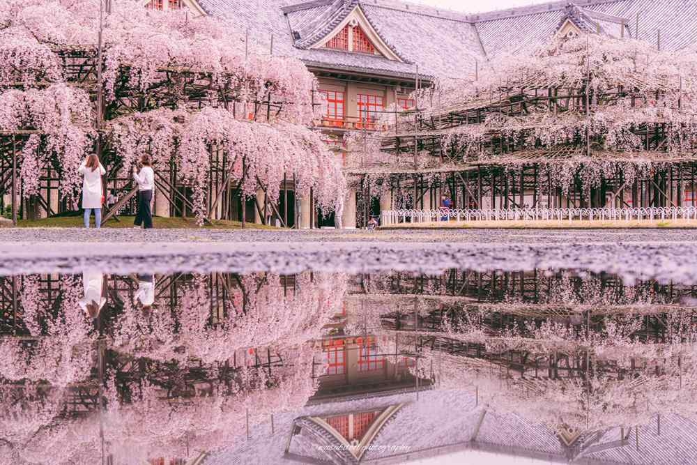 日本奈良樱花大师绝美摄影作品