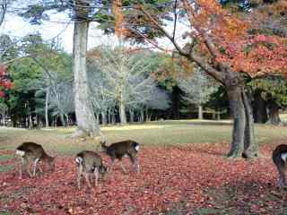 奈良必玩景点奈良公园小鹿桌面壁纸