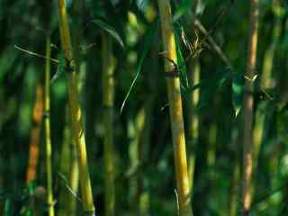 唯美绿色护眼竹子风景桌面壁纸