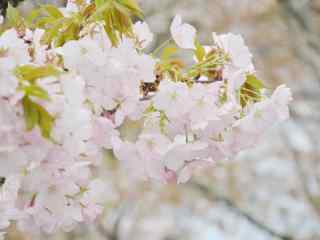 古都奈良吉野山超美樱花桌面壁纸