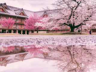 奈良公园绝美樱花大师摄影巨作