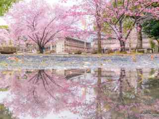 奈良公园绝美樱花