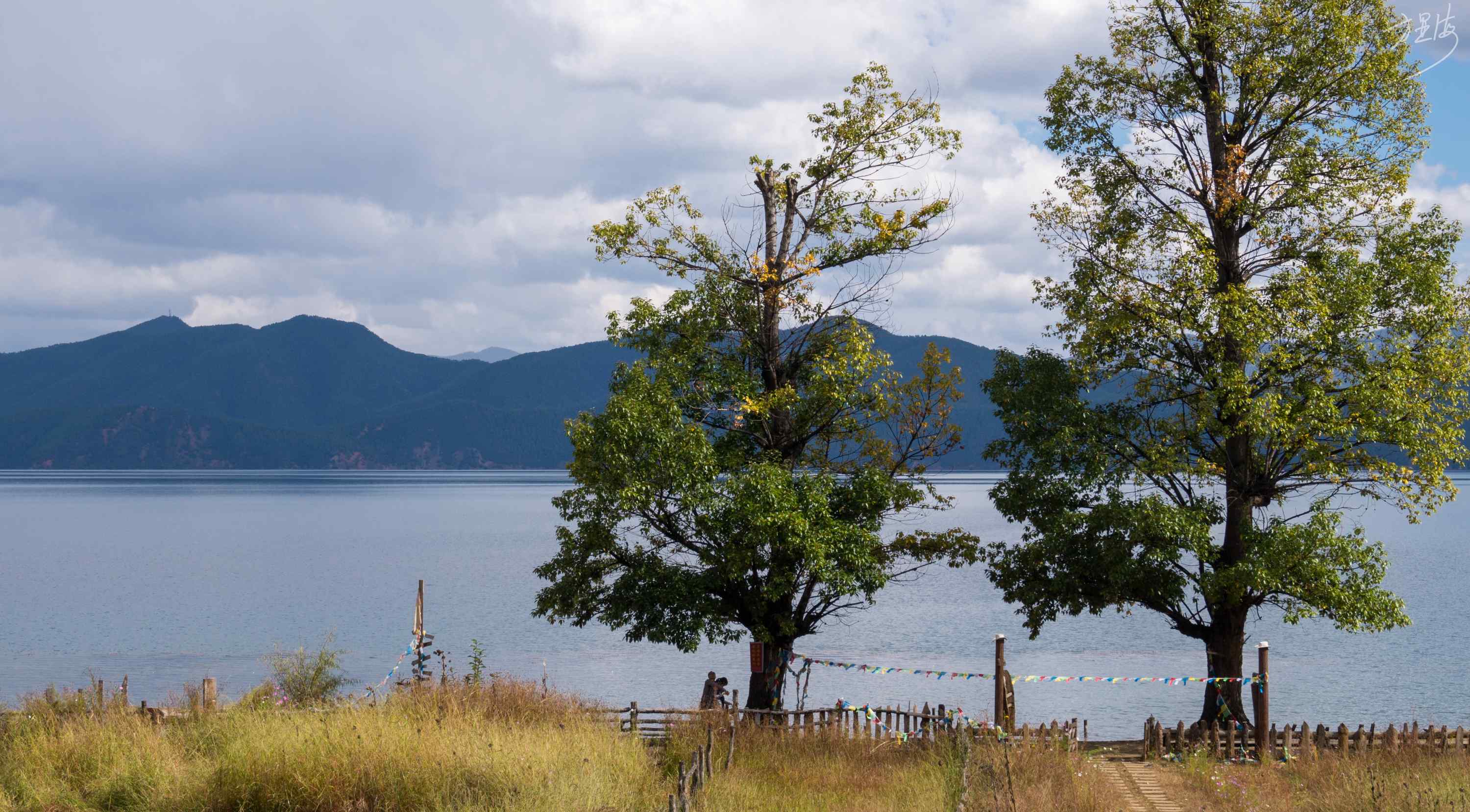 泸沽湖唯美树木风景壁纸