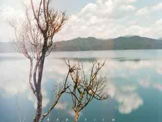 泸沽湖唯美树木风