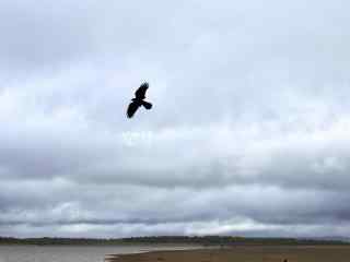 黑龙江河流上的鸟