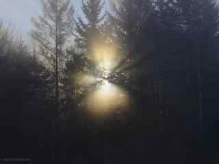 唯美清晨阳光穿透树林桌面壁纸