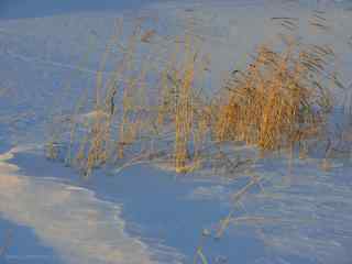 黑龙江大雪上的杂草桌面壁纸